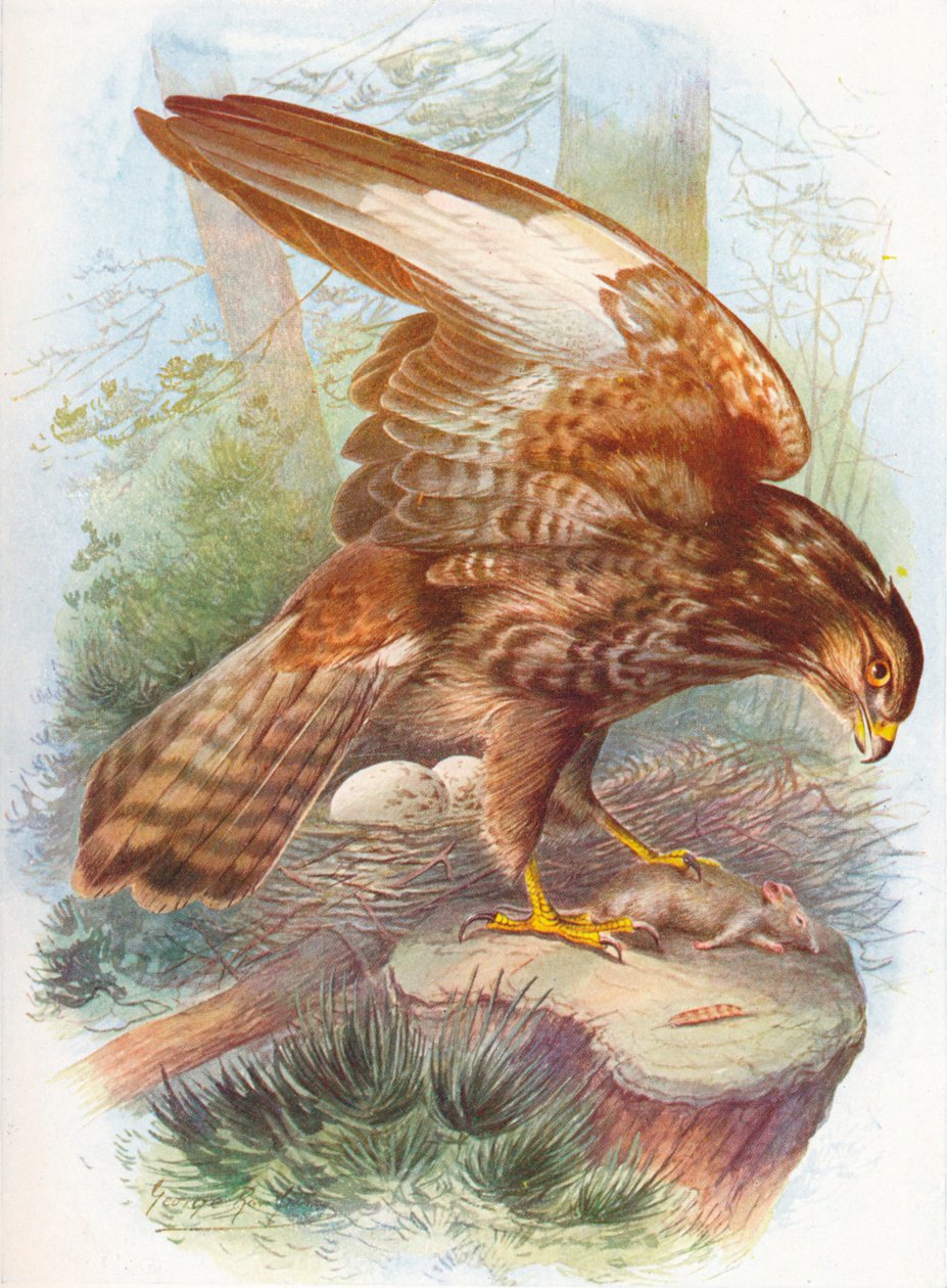 Buzzard - Buteo vulgaris, c1910, 1910 av George James Rankin