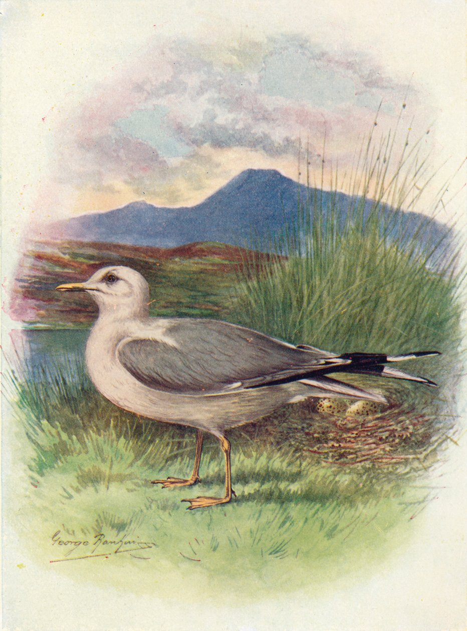 Vanlig måke - Larus canus, c1910, 1910 av George James Rankin