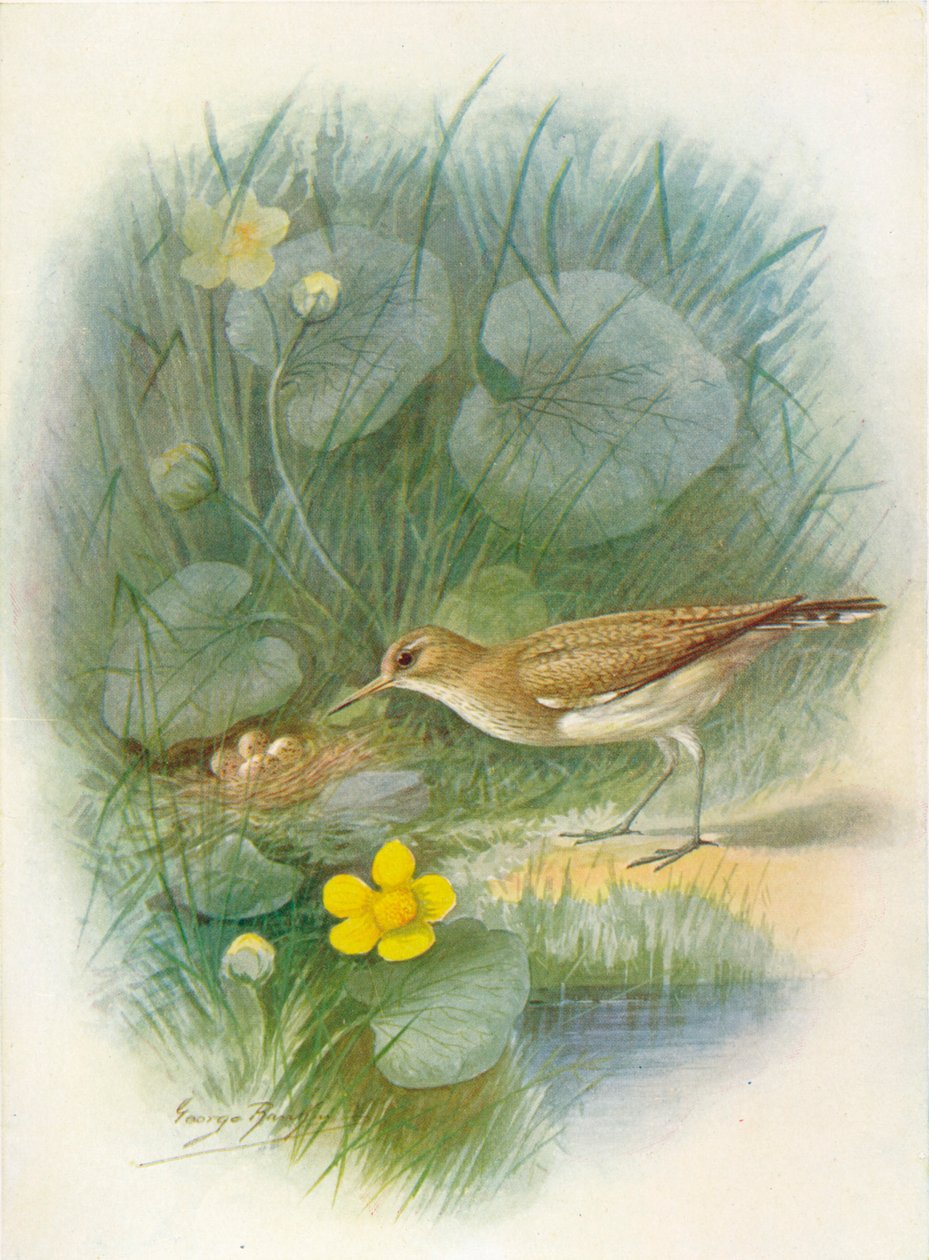 Vanlig sandpipe - Totanus hypoleucus, c1910, 1910 av George James Rankin