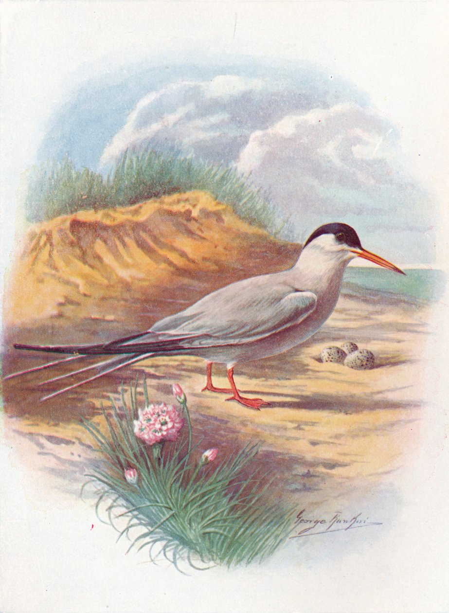 Terne - Sterna fluviatilis, c1910, 1910 av George James Rankin