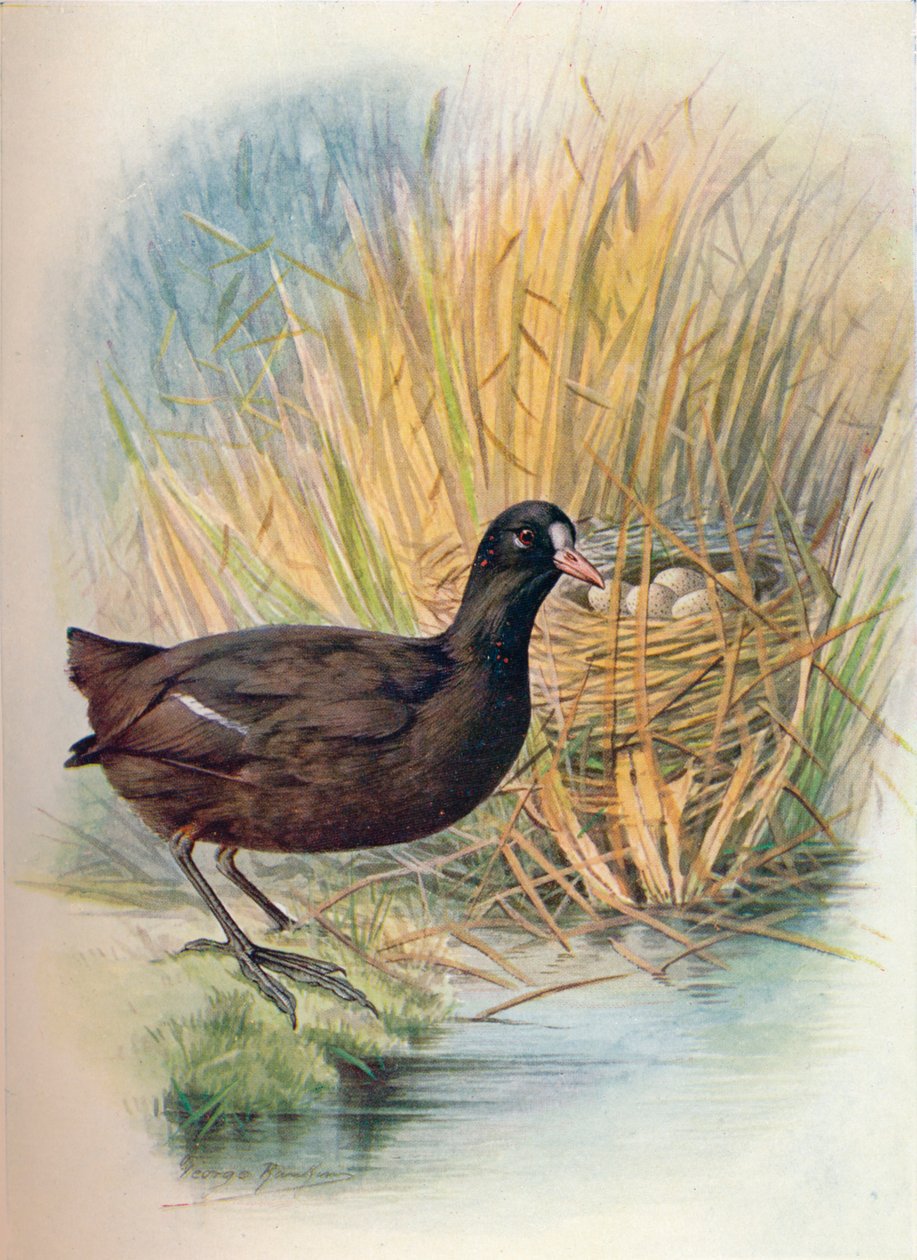 Sohn – Fulica atra, c1910, 1910 av George James Rankin