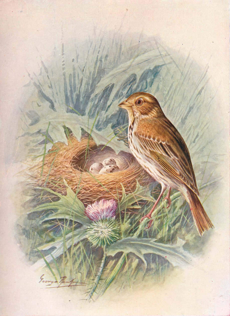 Corn-Bunting - Emberiza miliaria, c1910, 1910 av George James Rankin
