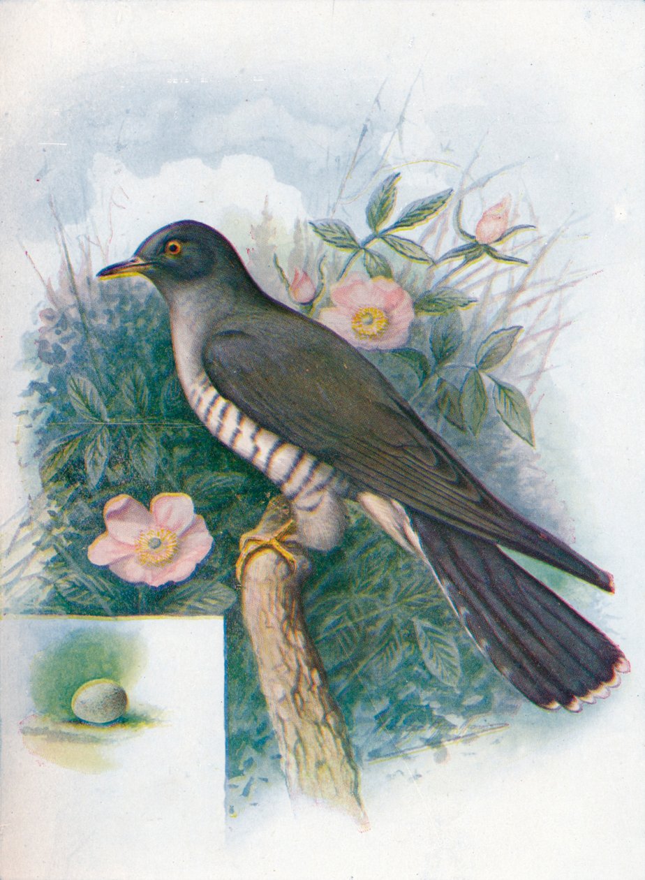 Gjøk - Cuculus canorus, c1910, 1910 av George James Rankin