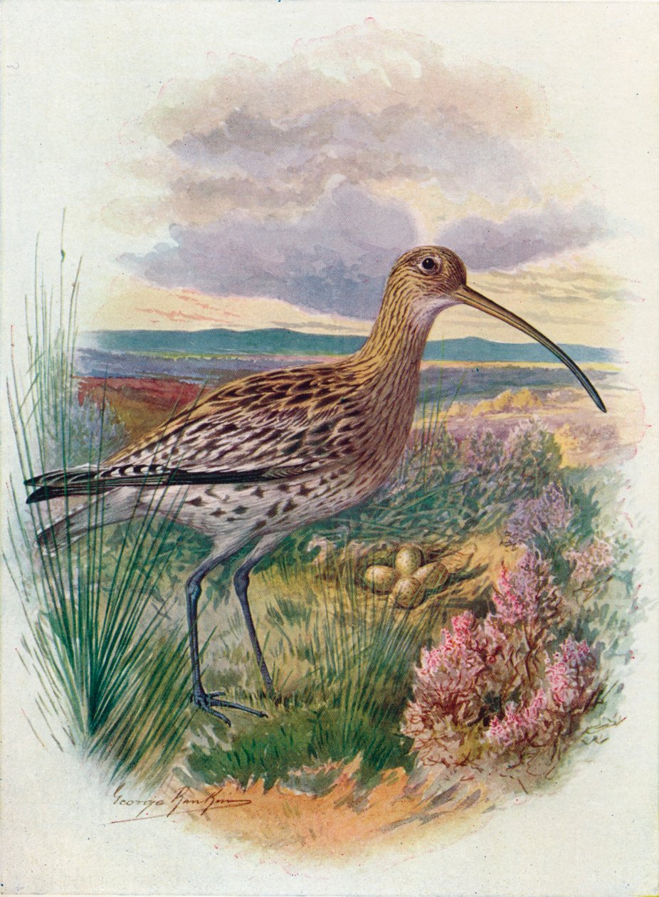 Curlew - Numenius arquata, c1910, 1910 av George James Rankin