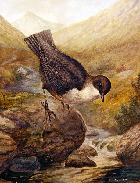 Dipper (akvarell på papir) av George James Rankin
