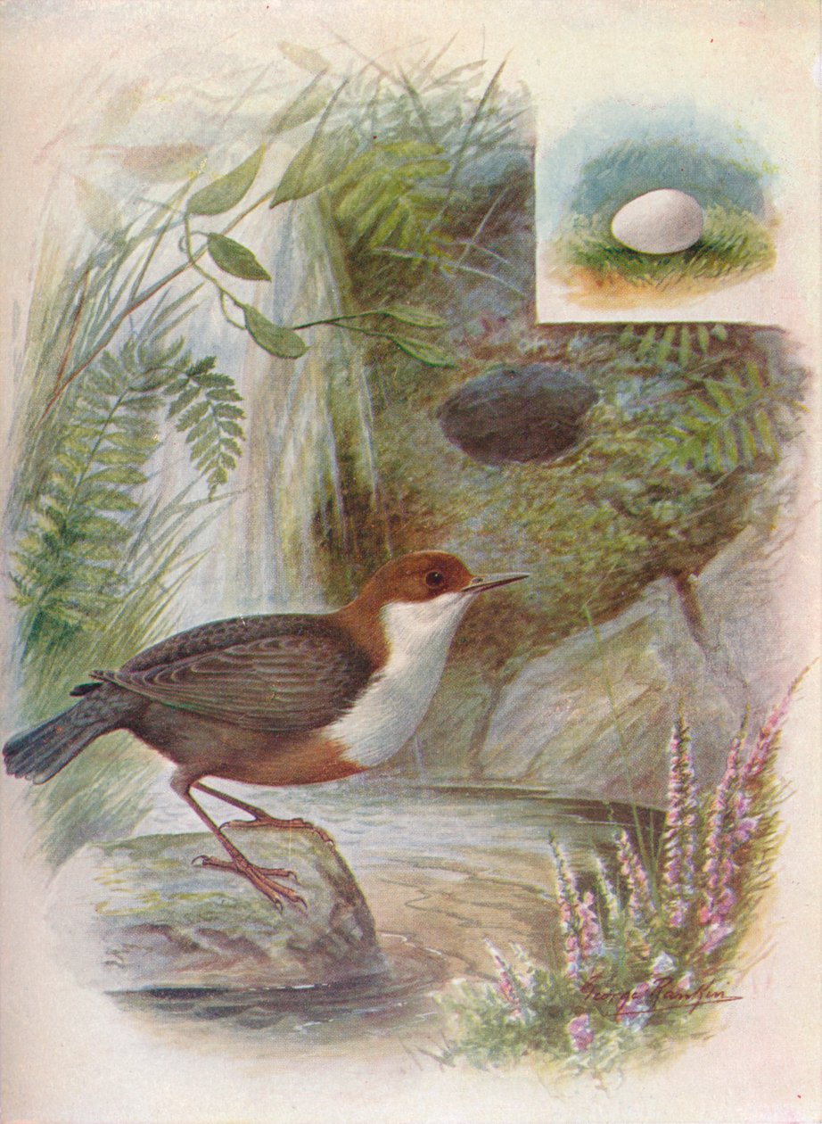 Dipper eller Vann-Ousel - Cinclus aquaticus, c1910, 1910 av George James Rankin