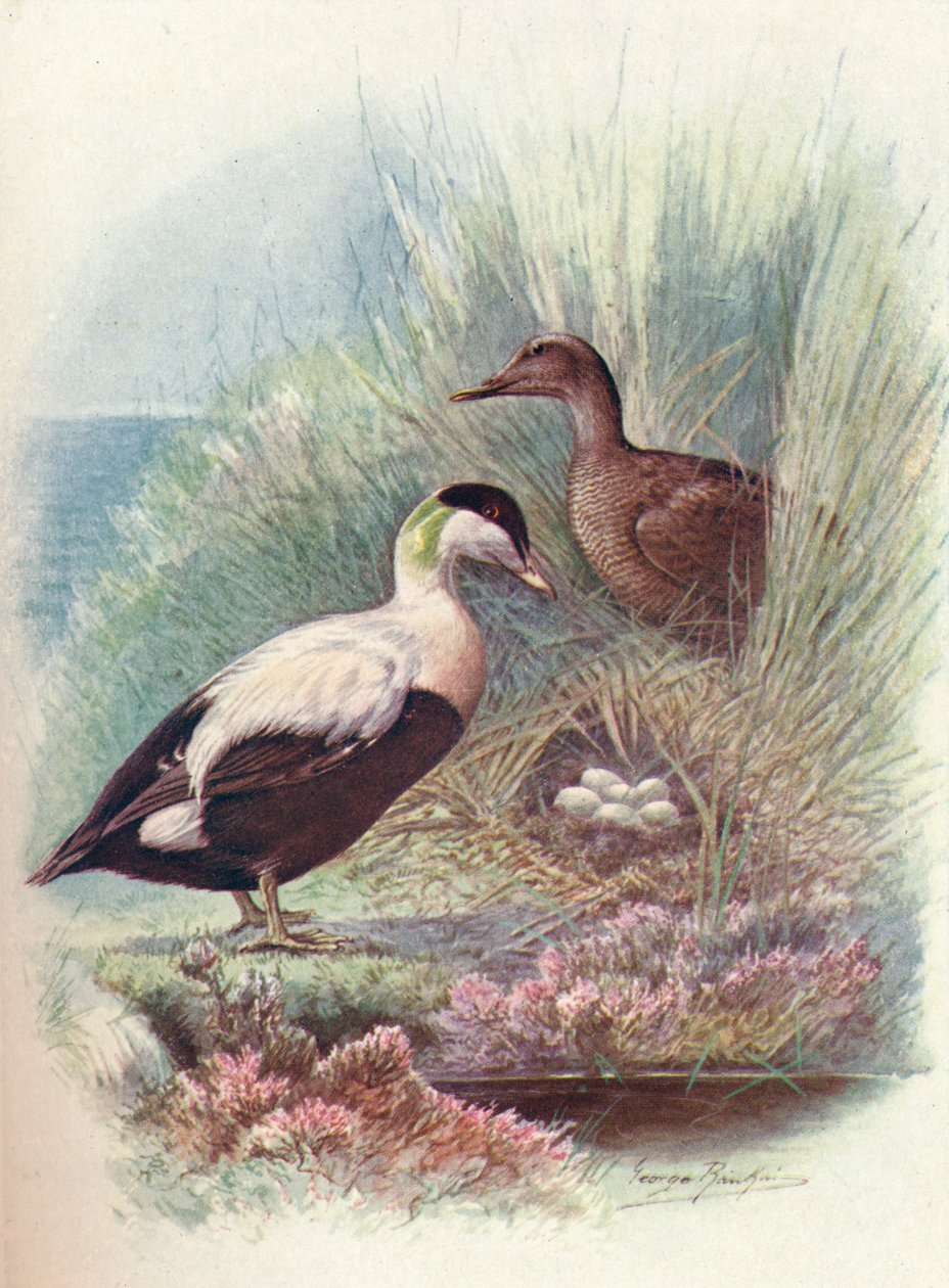 Ærfugl - Somateria mollissima, c1910, 1910 av George James Rankin