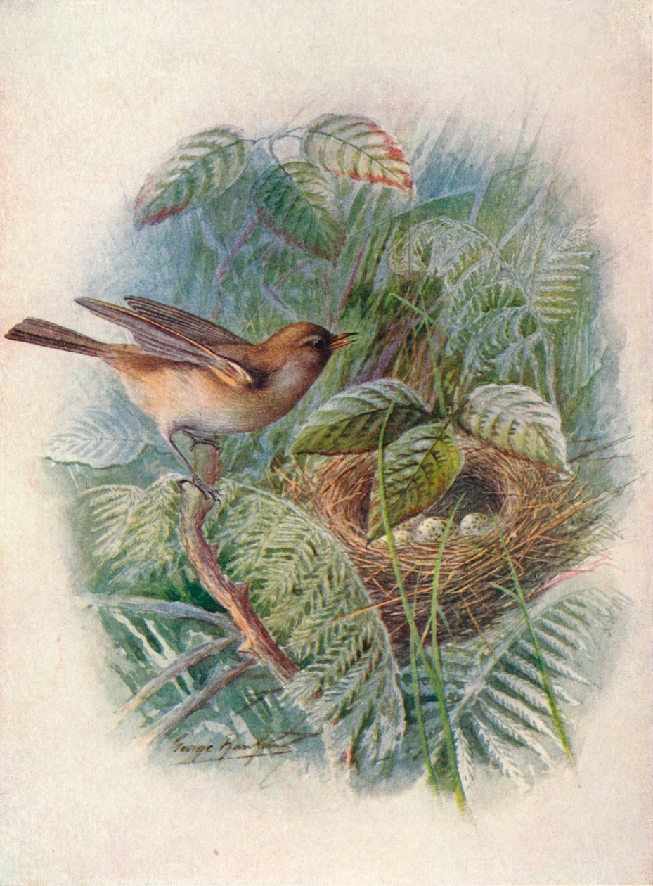 Hagesanger - Sylvia hortensis, c1910, 1910 av George James Rankin