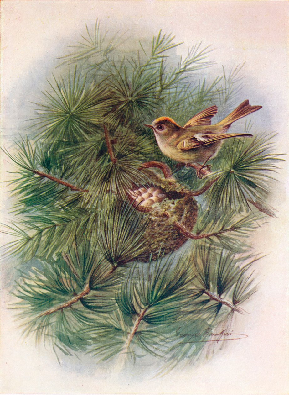 Goldcrest - Regulus cristatus, c1910, 1910 av George James Rankin