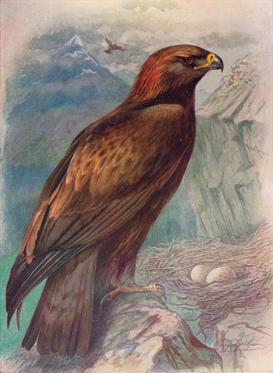 Golden Eagle - Aquila chrysaetos, c1910, 1910 av George James Rankin