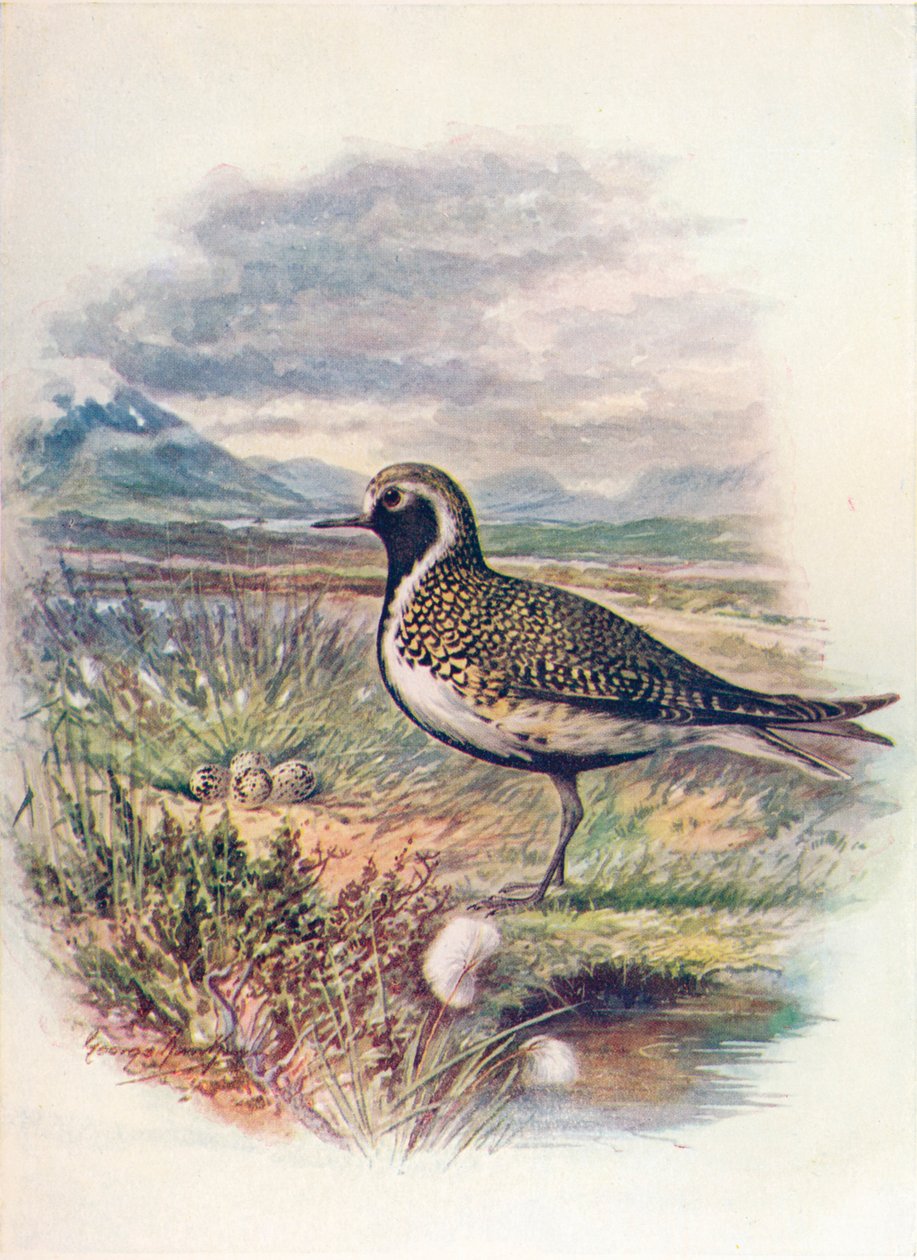 Gullhøne - Charadrius pluvialis, c1910, 1910 av George James Rankin