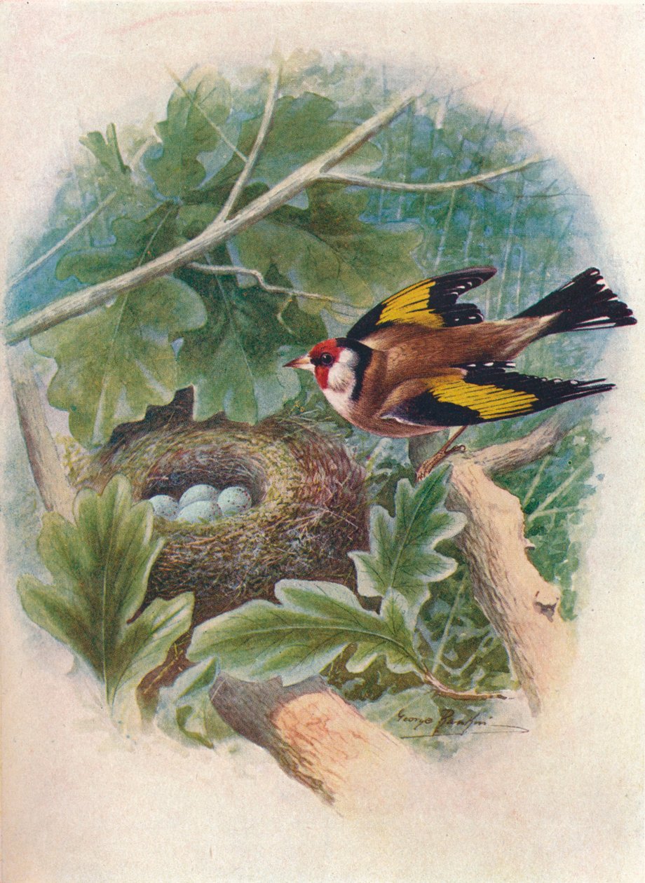 Gullfink - Carduelis elegans, c1910, 1910 av George James Rankin