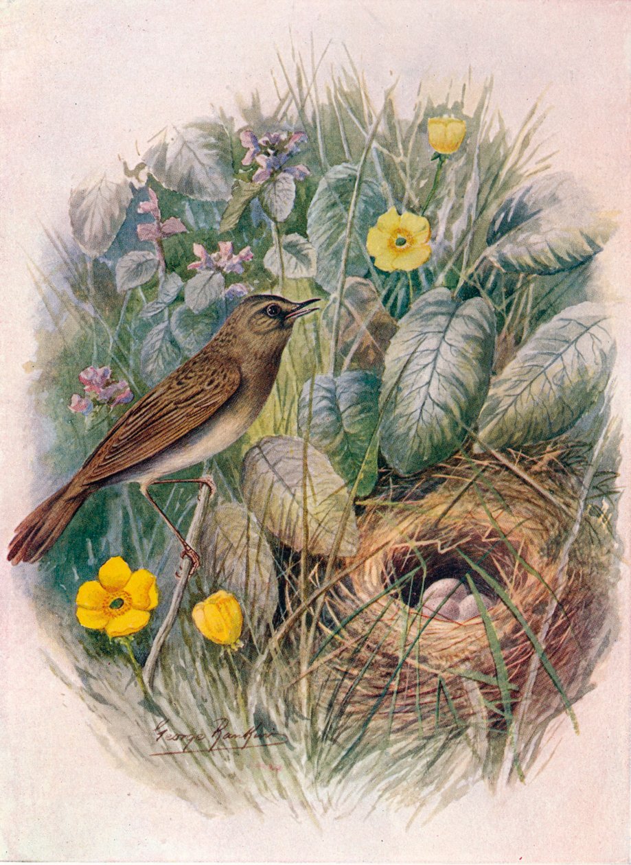 Grasshopper-Warbler - Locustella naevia, c1910, 1910 av George James Rankin