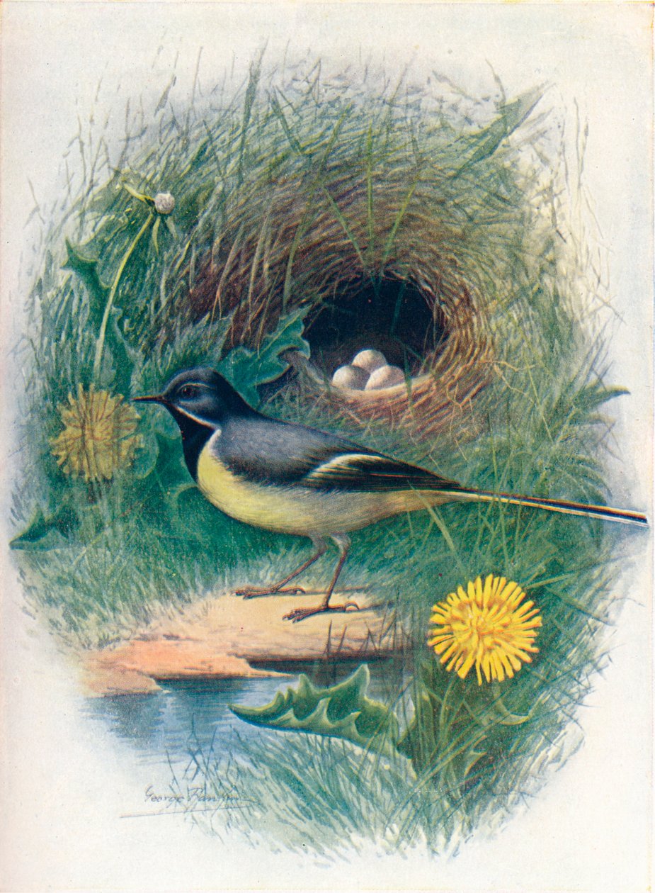 Grå viphale - Motacilla melanope, c1910, 1910 av George James Rankin