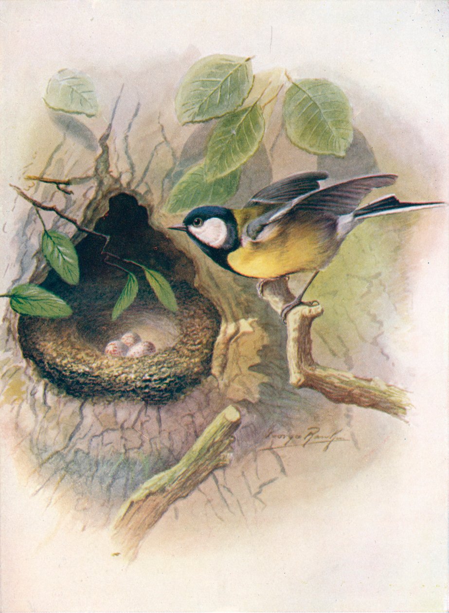 Pommemeis - Parus major, c1910, 1910 av George James Rankin