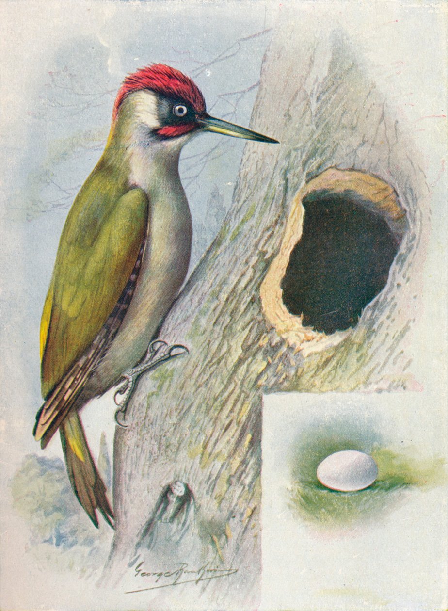 Grønn spett - Gecinus viridis, c1910, 1910 av George James Rankin