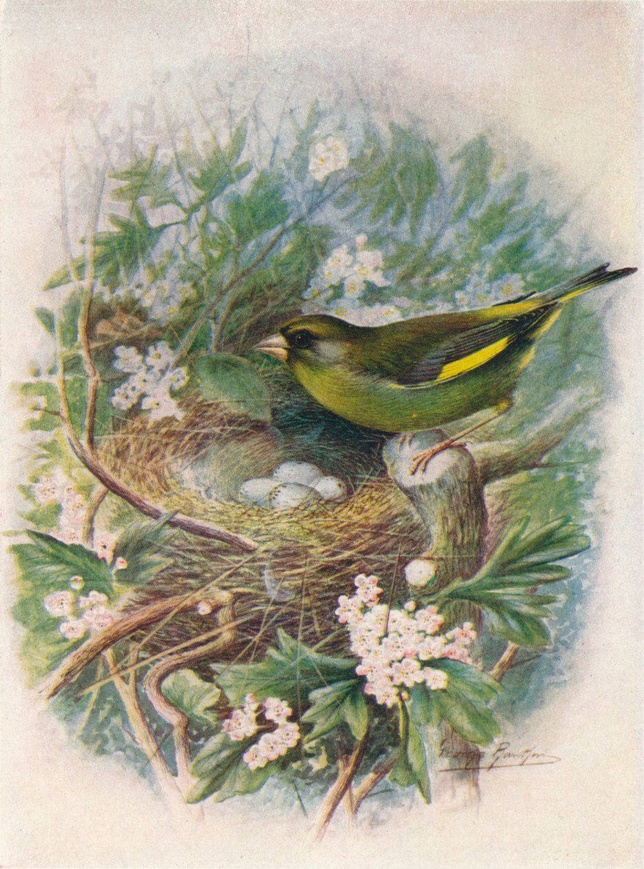 Grønnfink - Ligurinus chloris, c1910, 1910 av George James Rankin