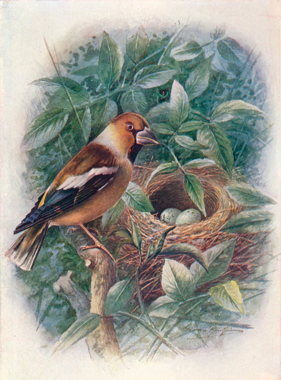 Hagfink - Coccothraustes vulgaris, c1910, 1910 av George James Rankin