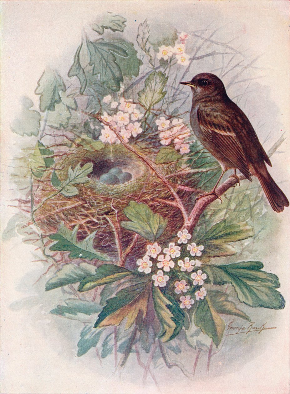 Hedgesparrow - Accentor modulær, c1910, 1910 av George James Rankin