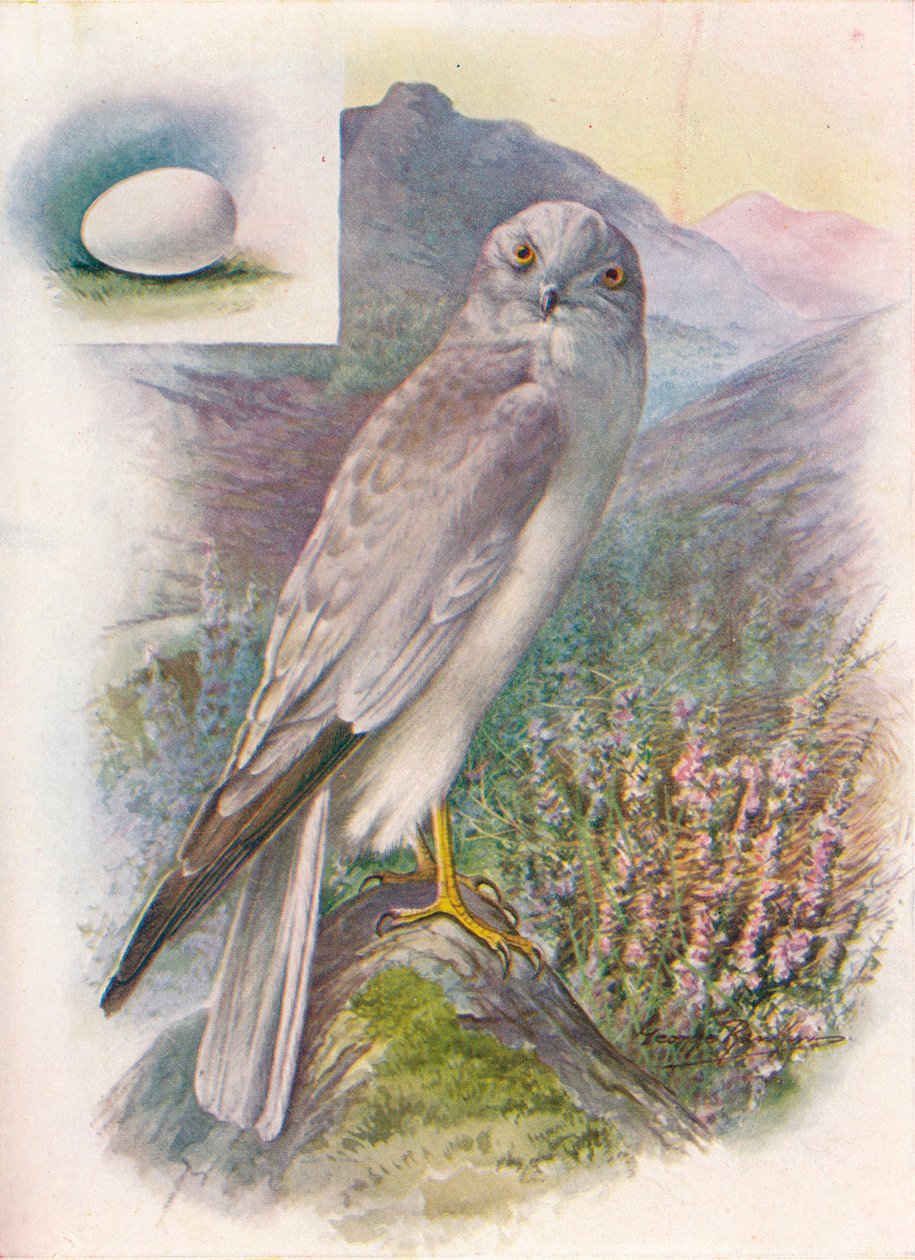 Hen-Harrier - Circus cyaneus, c1910, 1910 av George James Rankin