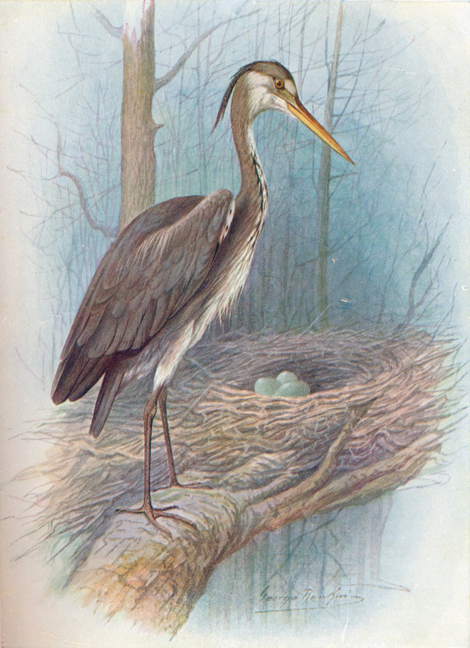 Heron - Ardea cinerea, c1910, 1910 av George James Rankin