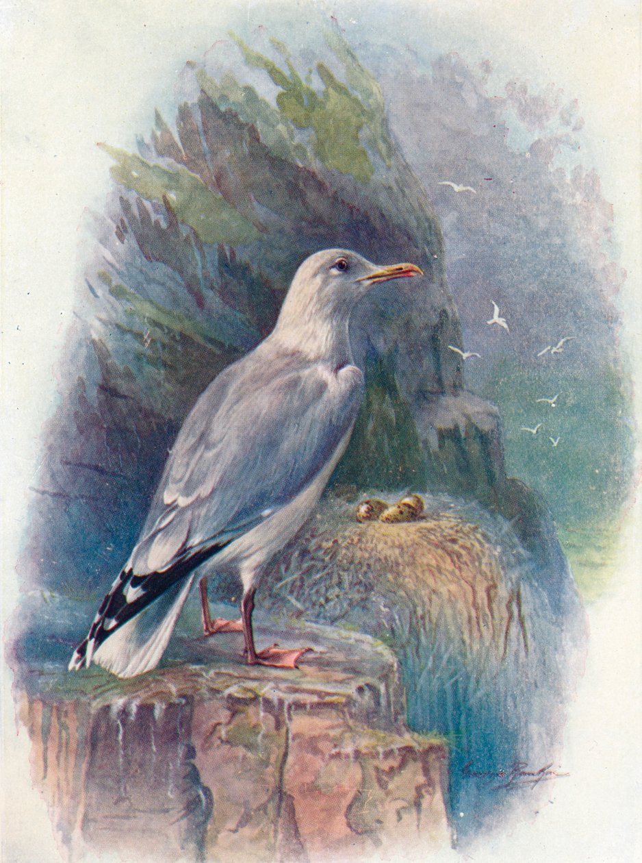 Sildemåke - Larus argentatus, c1910, 1910 av George James Rankin