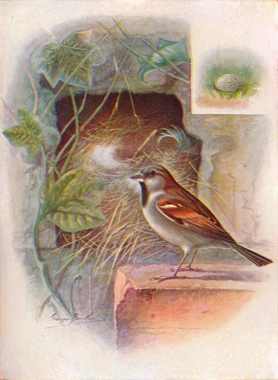 Husspurv -- Passer domesticus, c1910, 1910 av George James Rankin
