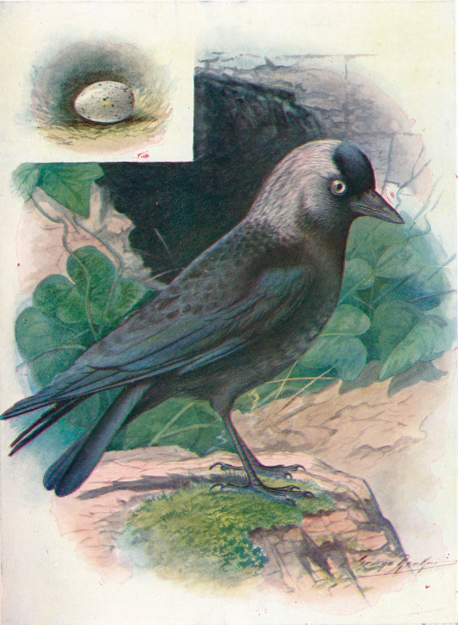 Jackdaw - Corvus monedula, c1910, 1910 av George James Rankin
