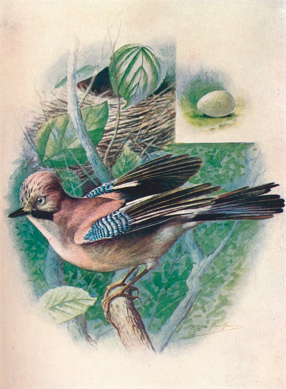 Jay- Garrulus glandarius, c1910, 1910 av George James Rankin