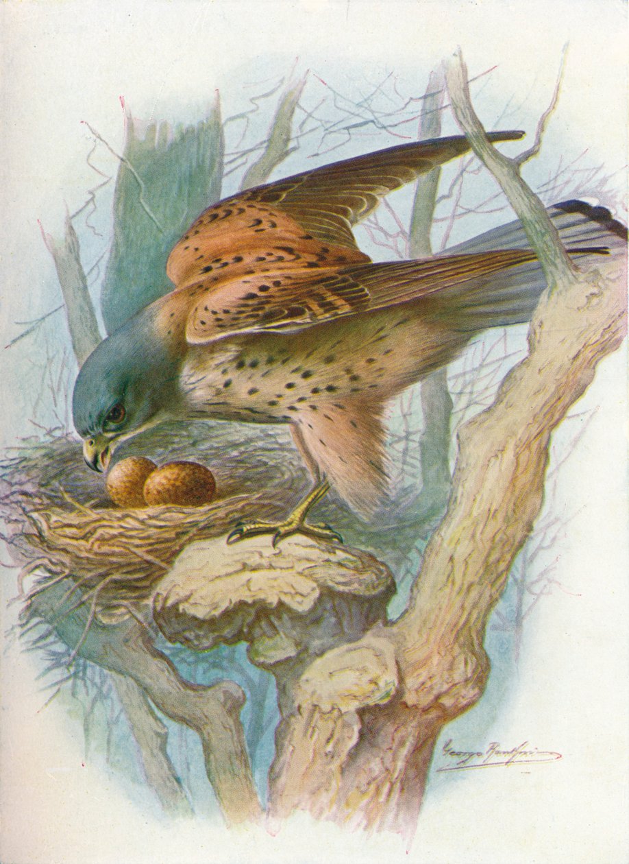 Tårnfalk - falco tinnunculus, c1910, 1910 av George James Rankin