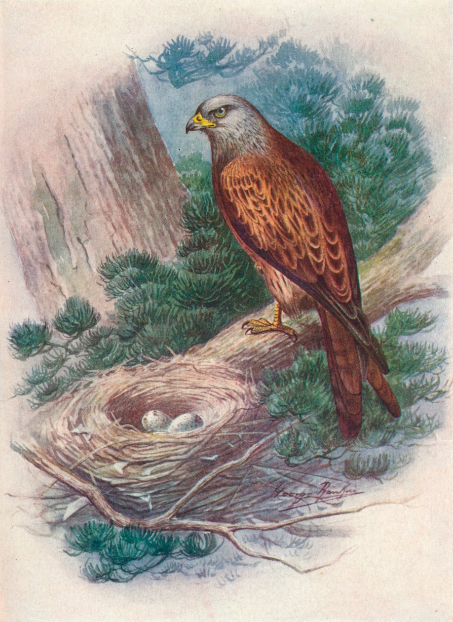 Drage - Milvus ictinus, c1910, 1910 av George James Rankin