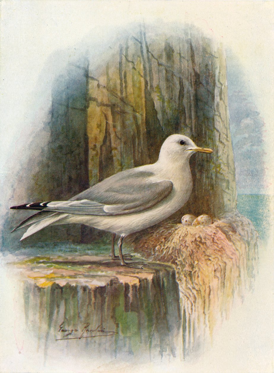 Kittiwake - Rissa tridactyla, c1910, 1910 av George James Rankin