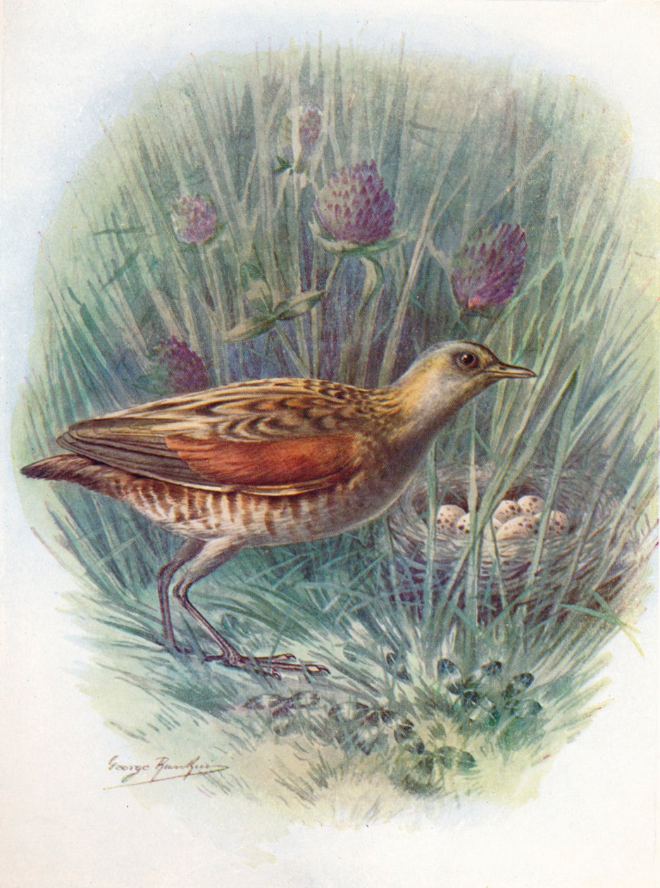 Landrail eller kornkrekk - Crex pratensis, c1910, 1910 av George James Rankin