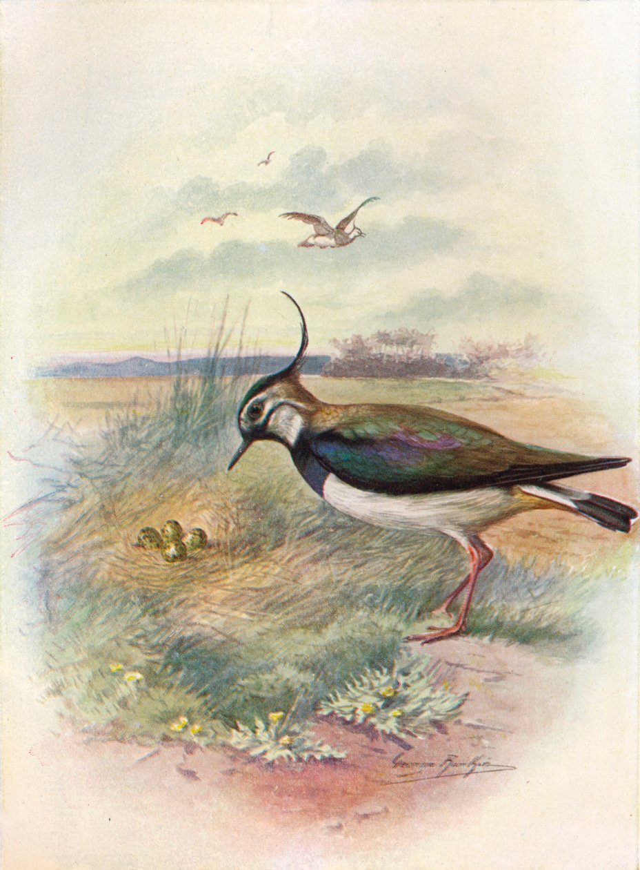 Vippe eller Peewit - Vnellus vulgaris, c1910, 1910 av George James Rankin