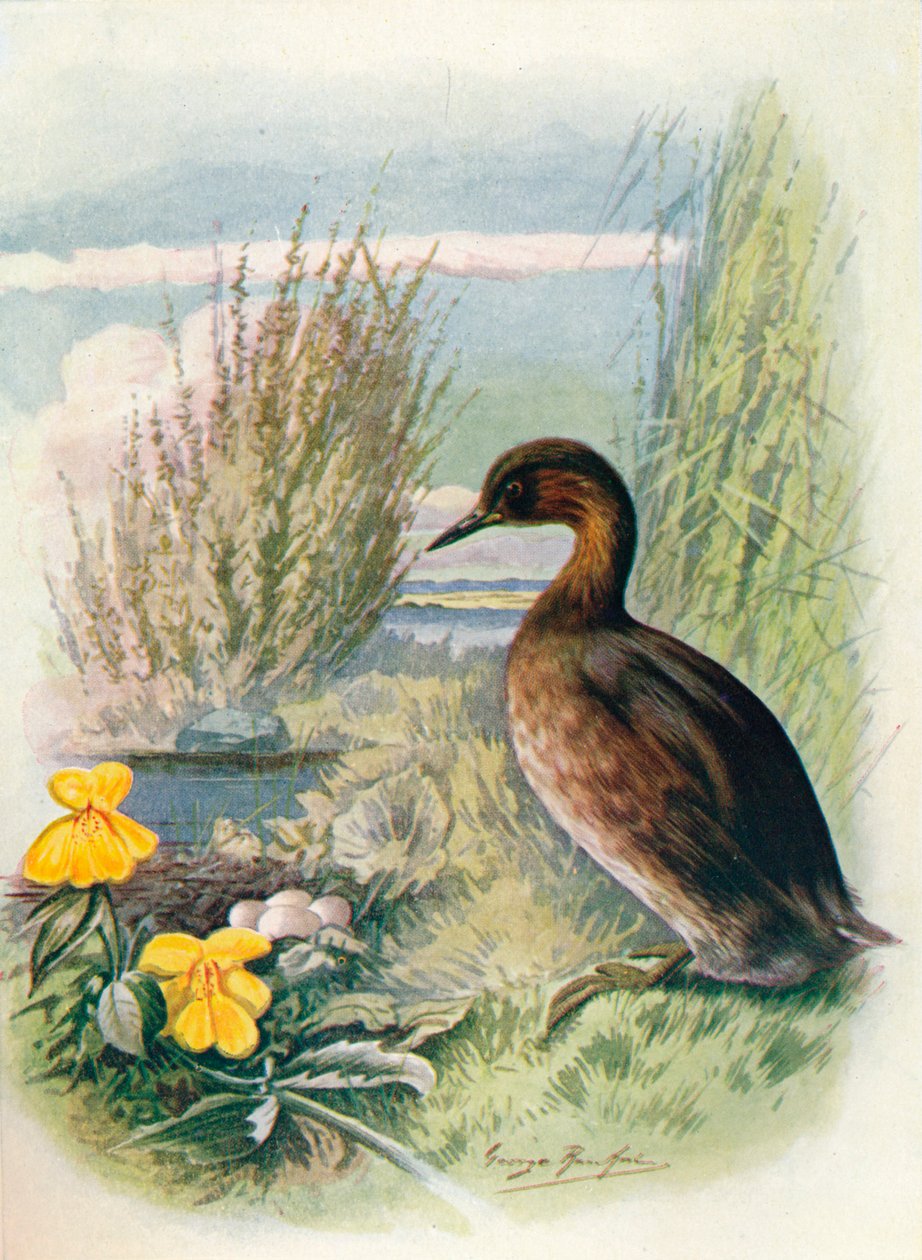 Lille lappedykk eller dråpebukk - Podicipes fluviatilis, c1910, 1910 av George James Rankin