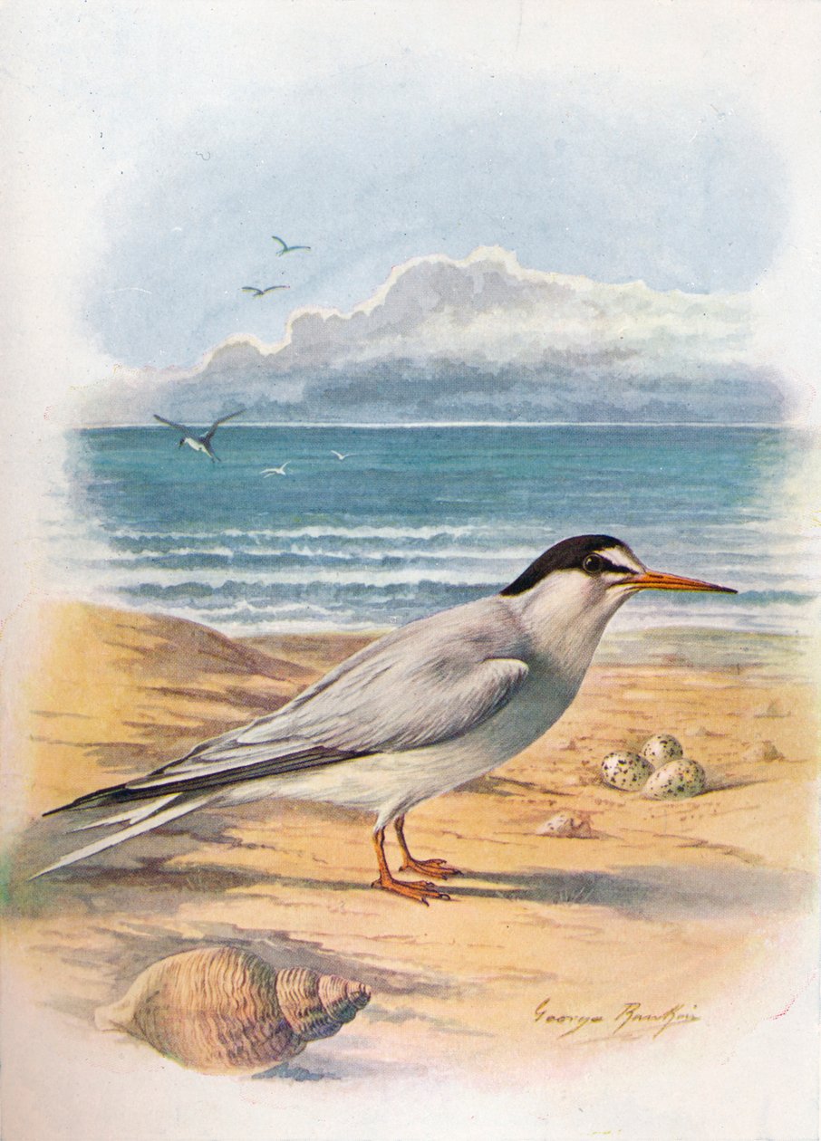 Lille tern - Sterna minuta, c1910, 1910 av George James Rankin
