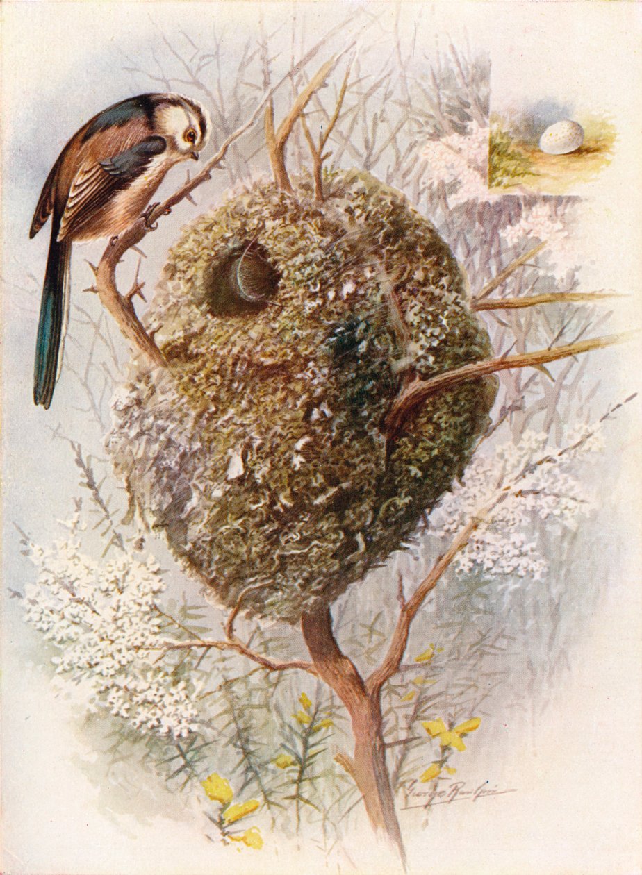 Langhalet meis - Acredula caudata, c1910, 1910 av George James Rankin