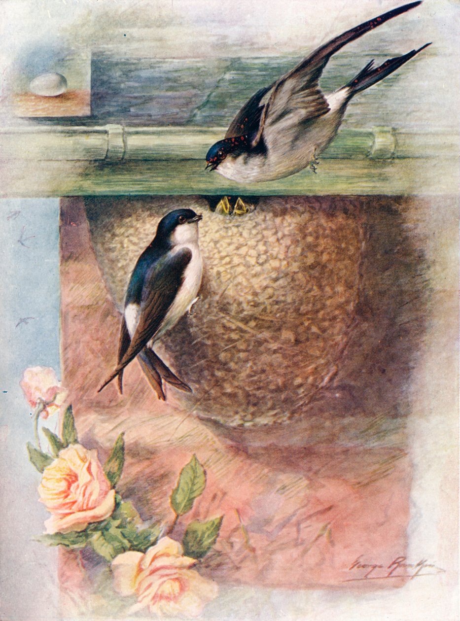 Martin - chelidon urbica, c1910, 1910 av George James Rankin