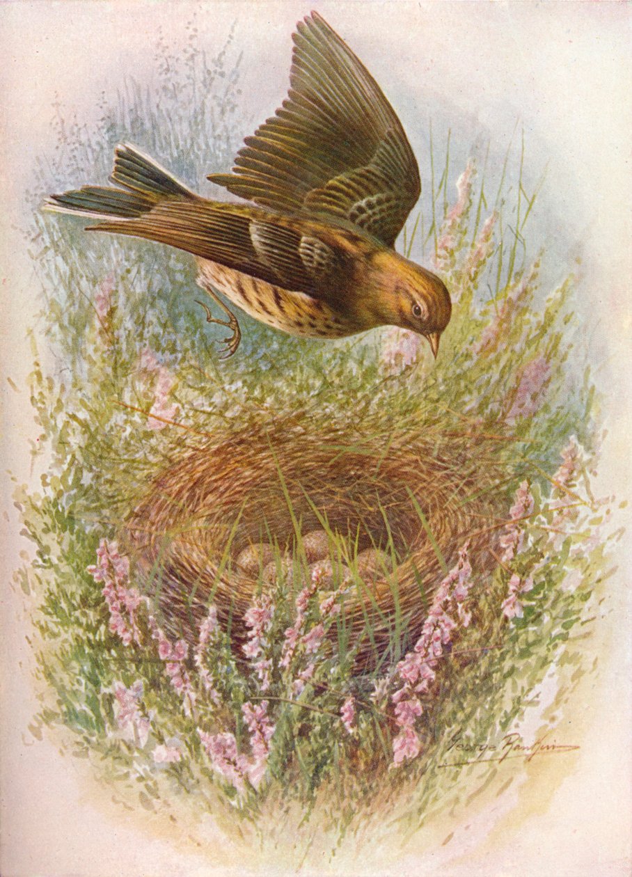 Engpiperke eller tisser - Anthus pratensis, c1910, 1910 av George James Rankin