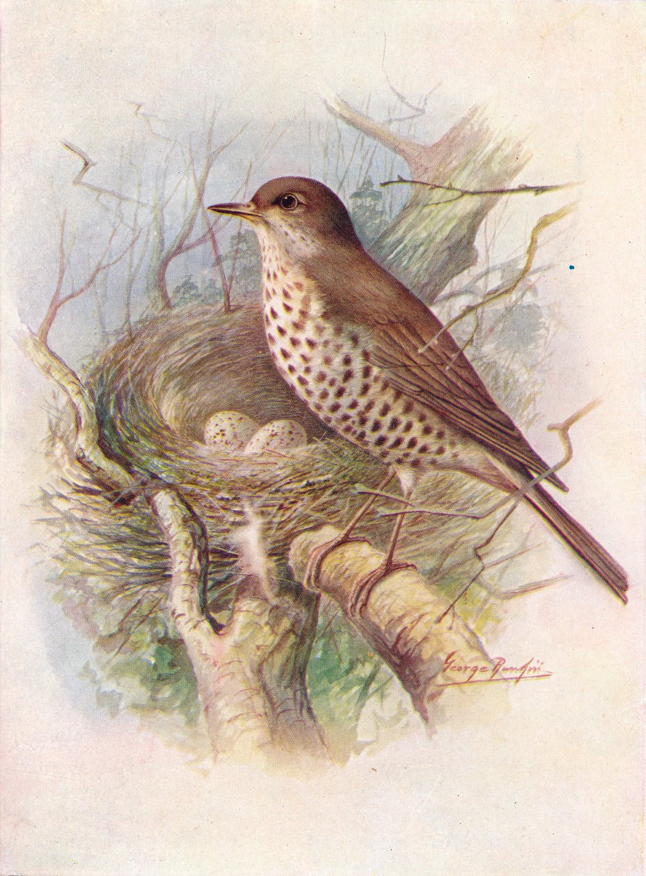 Misteltrost - Turdus viscivorus, c1910, 1910 av George James Rankin