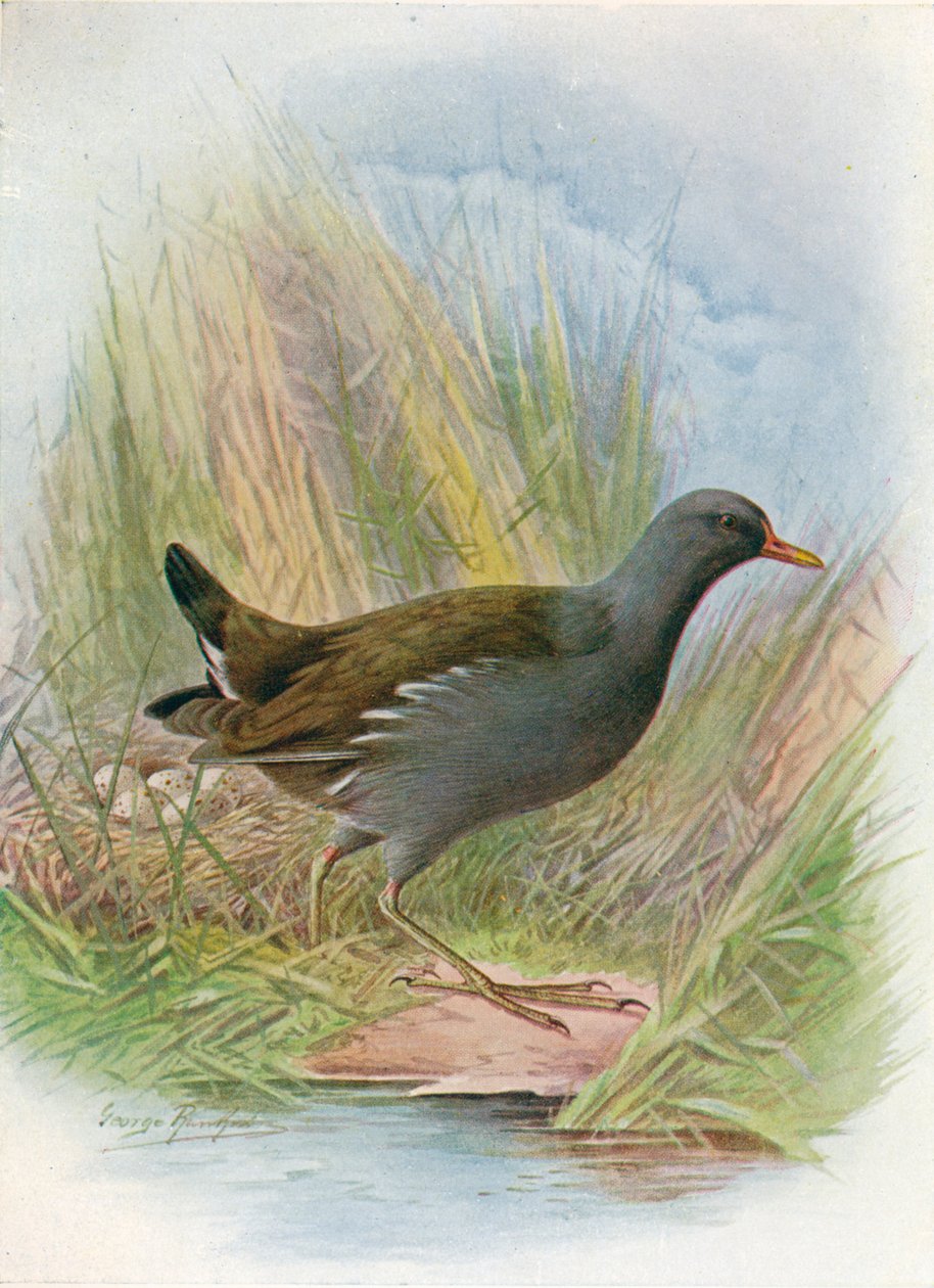 Moorhen eller Waterhen - Gallinula chloropus, c1910, 1910 av George James Rankin