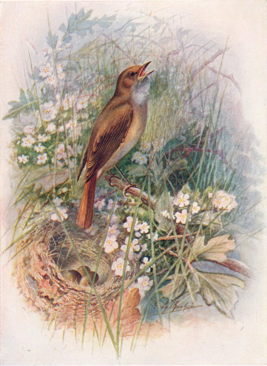 Nattergal - Daulias luscinia, c1910, 1910 av George James Rankin