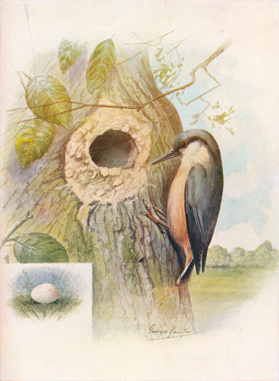 Nut-Hatch - Sitta caesia, c1910, 1910 av George James Rankin