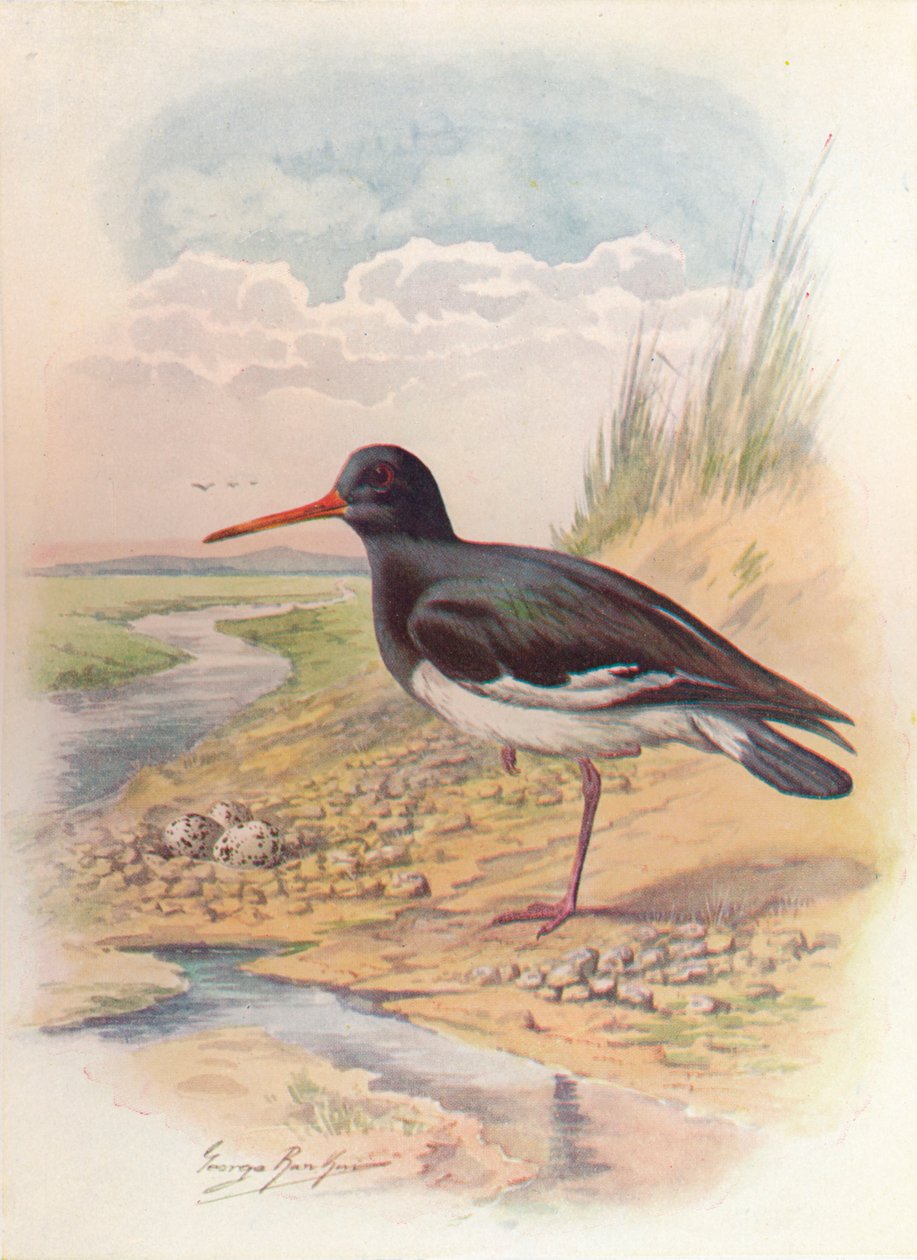 Oyster-catcher - Haematopus ostralegus, c1910, 1910 av George James Rankin