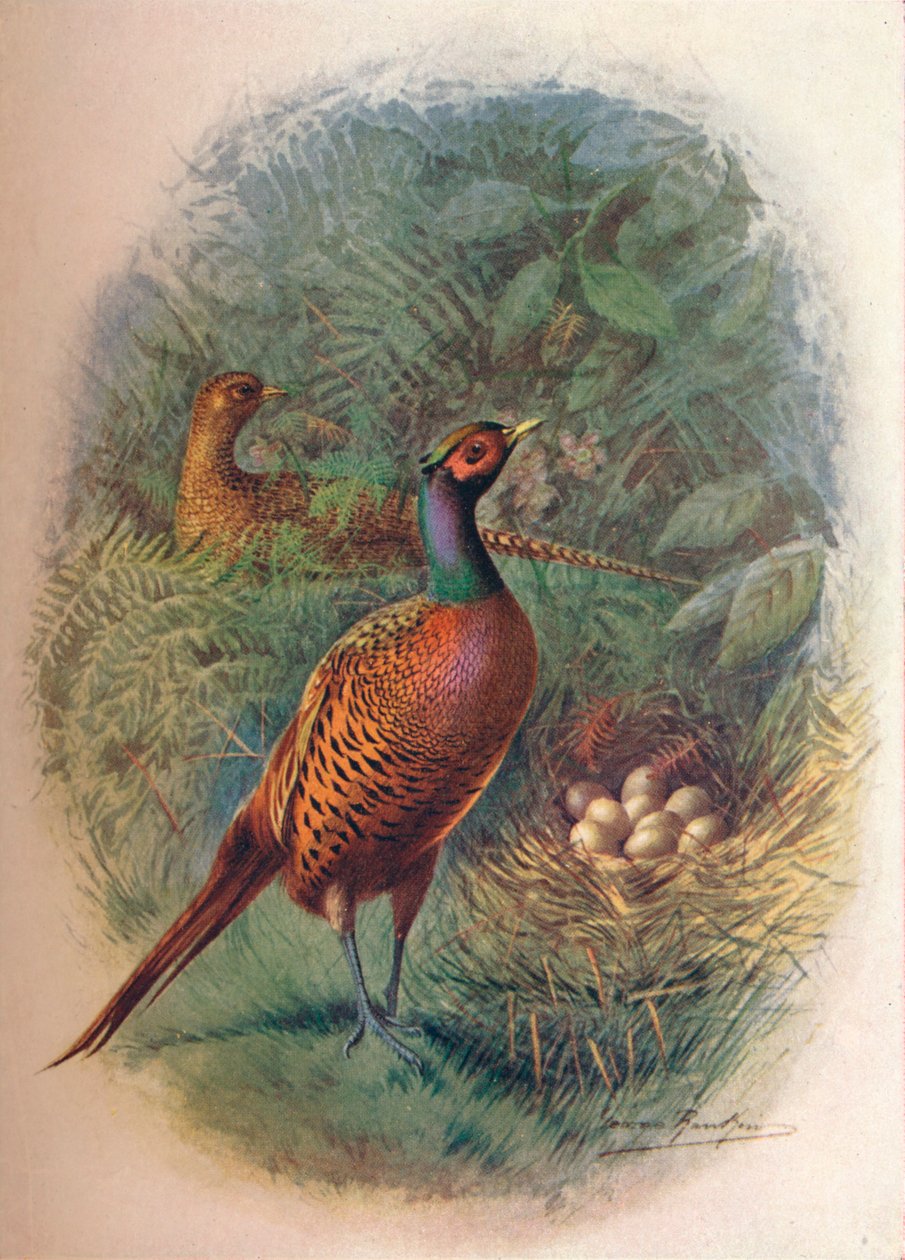 Fasan - Phasianus colchicus, c1910, 1910 av George James Rankin