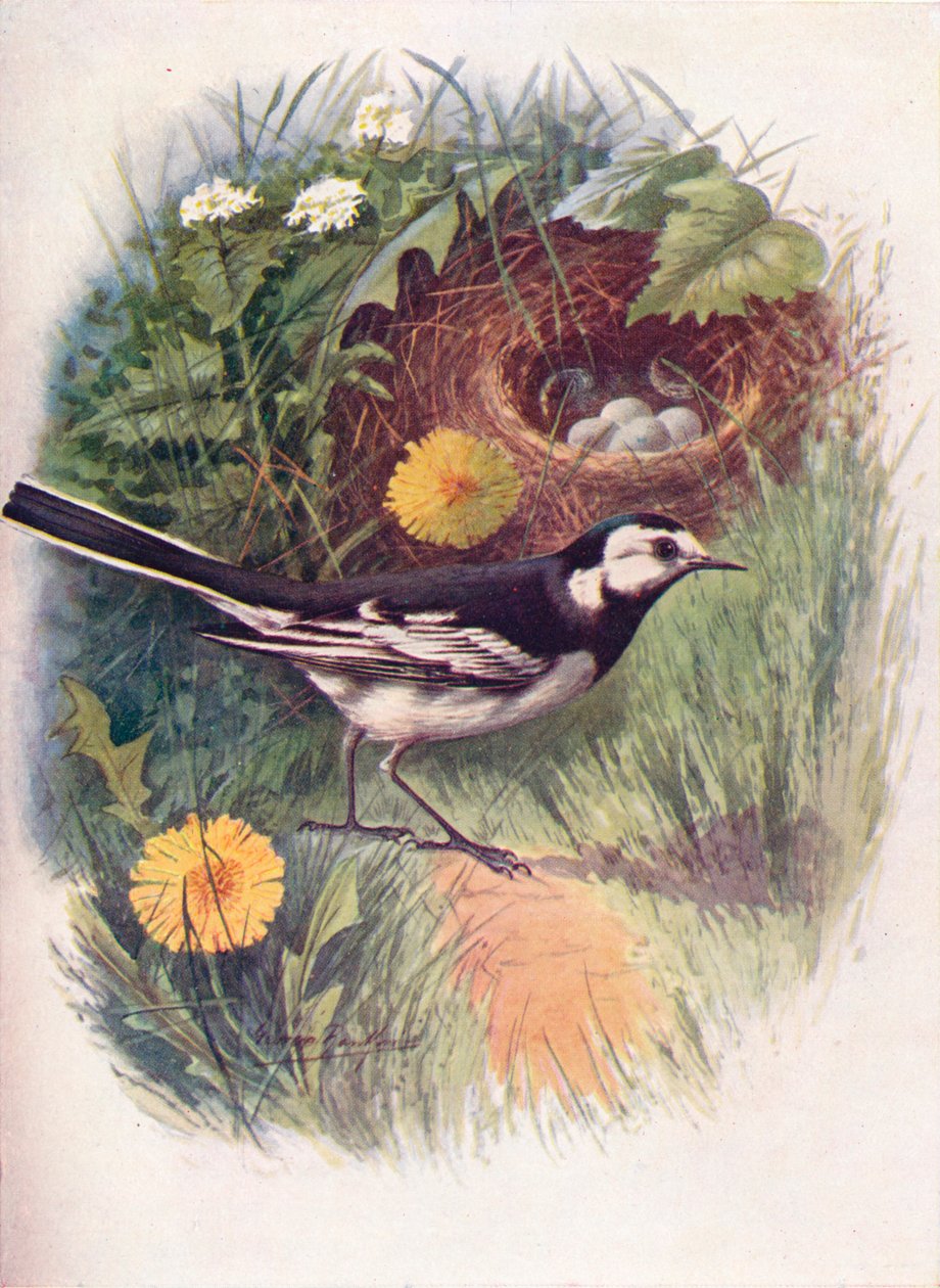 Pied wagtail - Motacilla lugubris, c1910, 1910 av George James Rankin