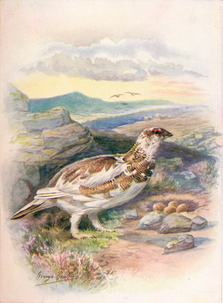 Rype - Lagopus mutus, c1910, 1910 av George James Rankin
