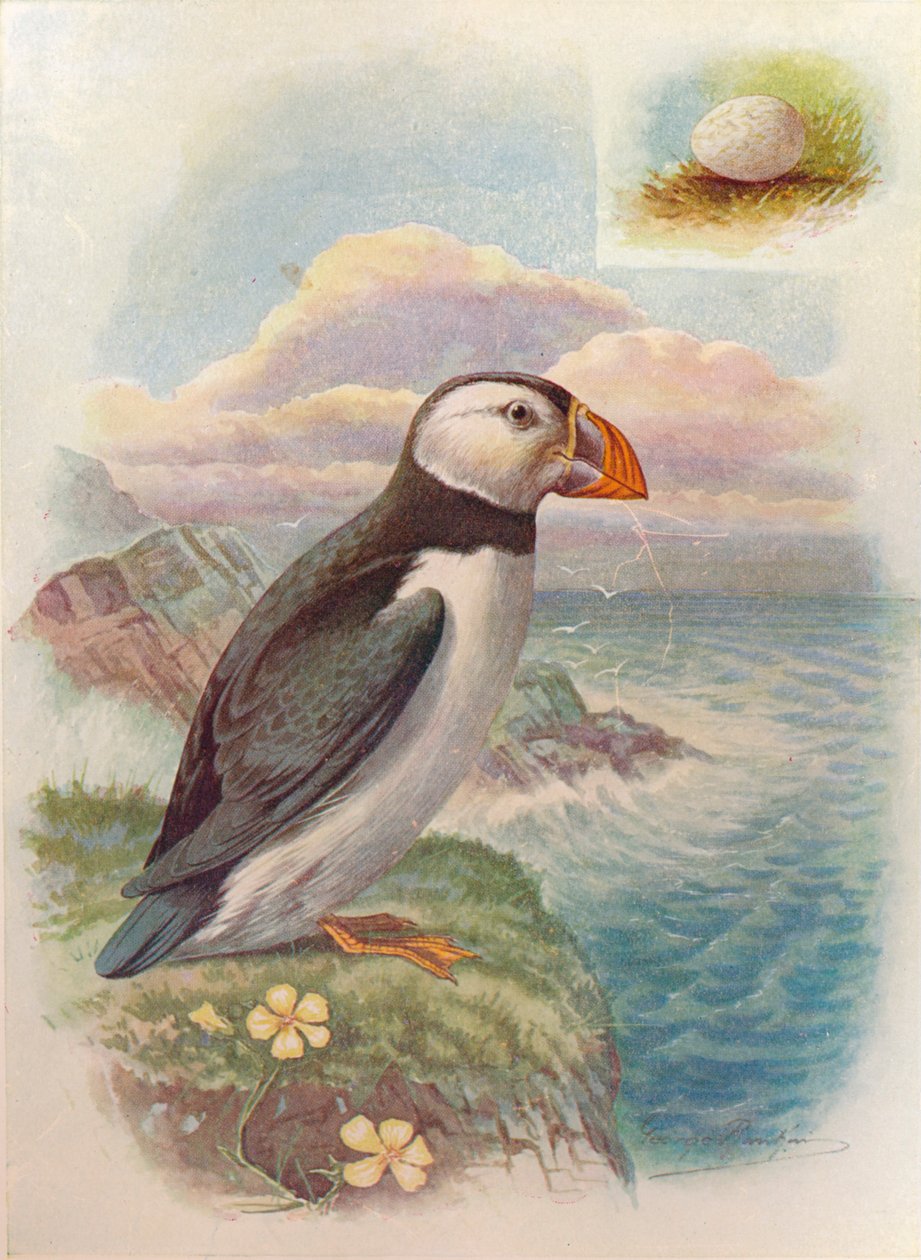 Lundefugl - Fratercula arctica, c1910, 1910 av George James Rankin