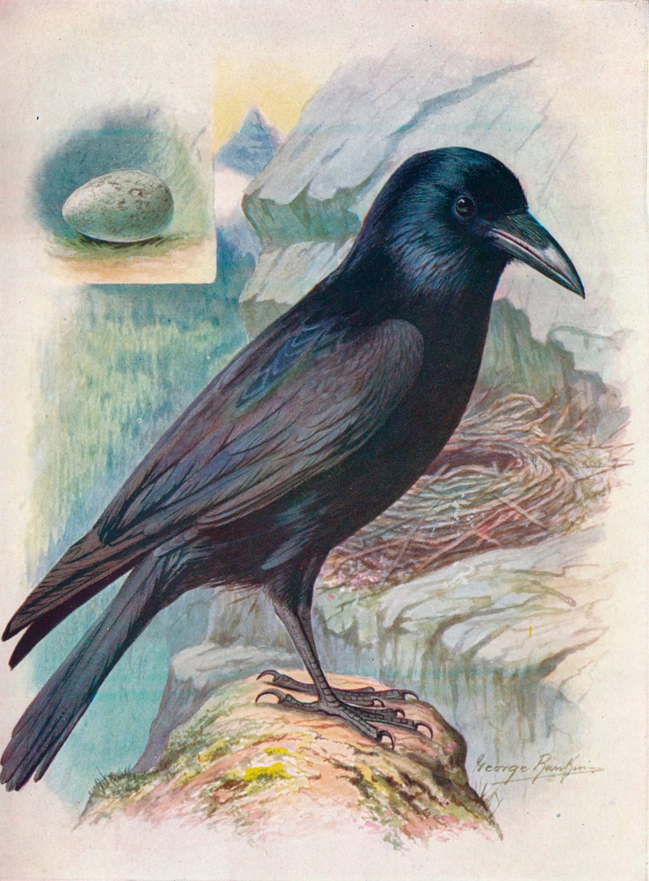 Raven - Corvus corax, c1910, 1910 av George James Rankin