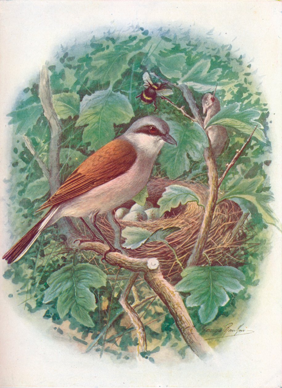 Rødrygget Shrike - Lanius collurio, c1910, 1910 av George James Rankin